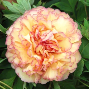 paeonia-jin-ge-1