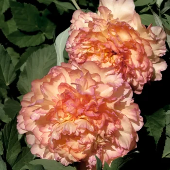 paeonia-jin-ge-2