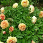 paeonia-jin-ge-3