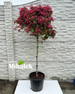 vajgela-red-prince-na-stapu-2