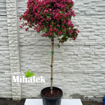 vajgela-red-prince-na-stapu-2
