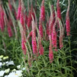 veronica-visoka-roze-1