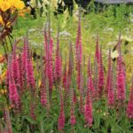 veronica-visoka-roze-2