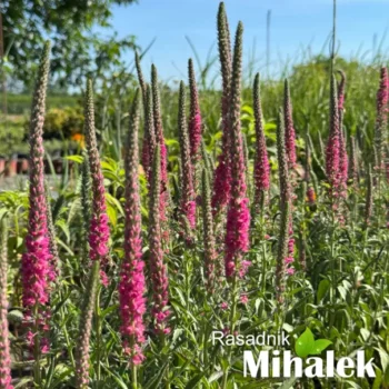 veronica-visoka-roze-3