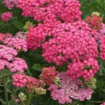 Achillea-millefolium-New-Vintage-Rose-1