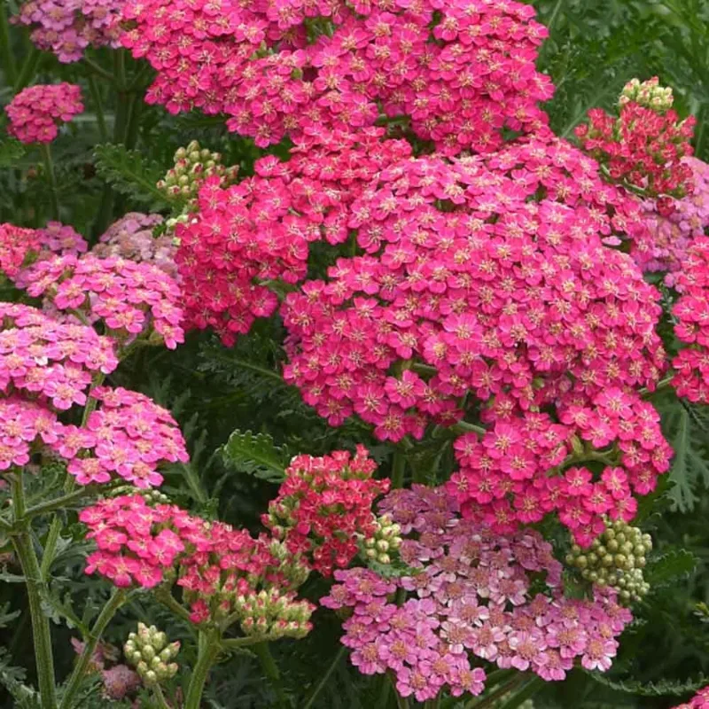Achillea-millefolium-New-Vintage-Rose-1 Achillea-millefolium-New-Vintage-Rose-1