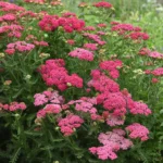 Achillea-millefolium-New-Vintage-Rose-2
