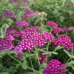 Achillea-millefolium-New-Vintage-Violet-1