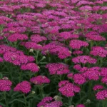 Achillea-millefolium-New-Vintage-Violet-2