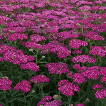 Achillea-millefolium-New-Vintage-Violet-2