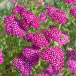 Achillea-millefolium-New-Vintage-Violet-3