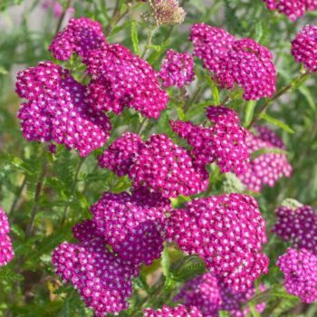 Achillea-millefolium-New-Vintage-Violet-3