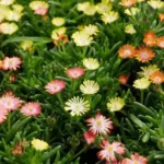 Delosperma-Ice-Cream-MixMasters-Swirl-1