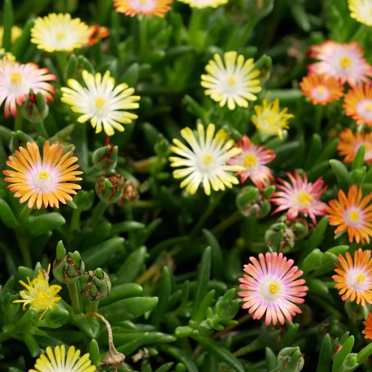 Delosperma-Ice-Cream-MixMasters-Swirl-2 Delosperma-Ice-Cream-MixMasters-Swirl-2