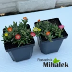 Delosperma-Ice-Cream-MixMasters-Swirl-3
