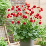Geum-Firestarter-2