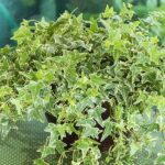 Hedera-helix-sitnolisni-belo-zeleni-brsljan-1