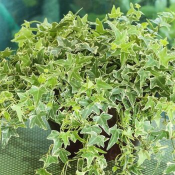 Hedera-helix-sitnolisni-belo-zeleni-brsljan-1