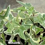 Hedera-helix-sitnolisni-belo-zeleni-bršljan-2