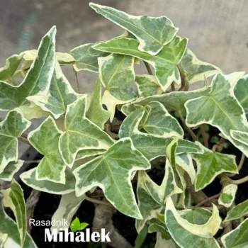 Hedera-helix-sitnolisni-belo-zeleni-bršljan-2