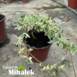 Hedera-helix-sitnolisni-belo-zeleni-bršljan-3