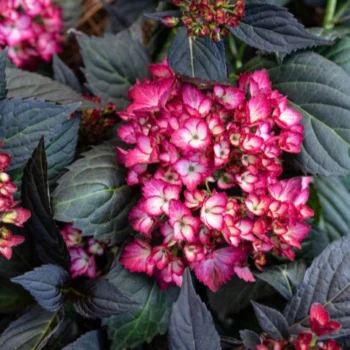 Hortenzija-macrophylla-Eclipse-2