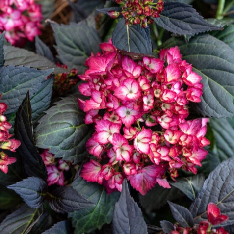 Hortenzija-macrophylla-Eclipse-2 Hortenzija-macrophylla-Eclipse-2