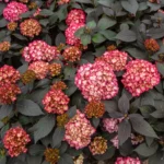Hortenzija-macrophylla-Eclipse-3