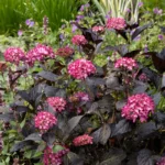 Hortenzija-macrophylla-Eclipse-4