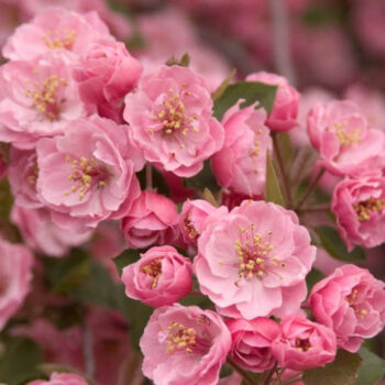 Ukrasna-jabuka-malus-Brandywine-1