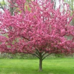 Ukrasna-jabuka-malus-Brandywine-2