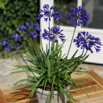 agapanthus-brilliant-blue-1