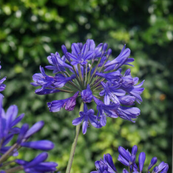 agapanthus-brilliant-blue-2