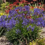 agapanthus-brilliant-blue-3