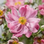 anemona-fantasy-belle-1