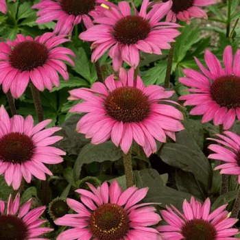 echinacea-purpurea-little-magnus-1