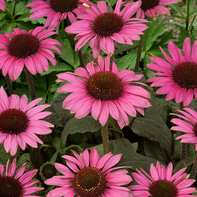 echinacea-purpurea-little-magnus-1 echinacea-purpurea-little-magnus-1