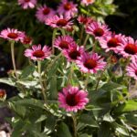 echinacea-purpurea-little-magnus-2