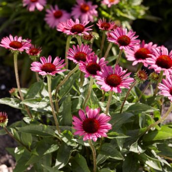 echinacea-purpurea-little-magnus-2