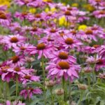 echinacea-purpurea-little-magnus-3