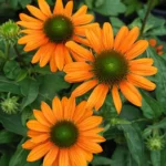 ehinacea-lakota-soft-orange-1