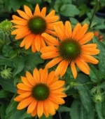 ehinacea-lakota-soft-orange-1