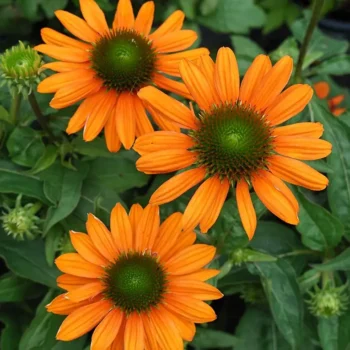 ehinacea-lakota-soft-orange-1