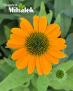 ehinacea-lakota-soft-orange-2