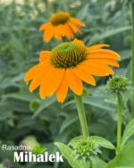 ehinacea-lakota-soft-orange-3