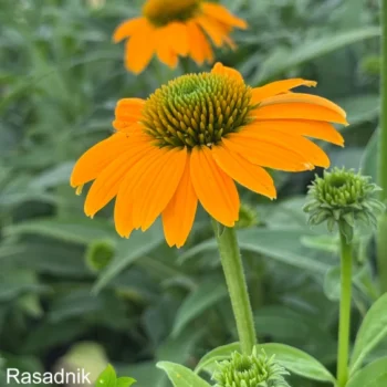 ehinacea-lakota-soft-orange-3