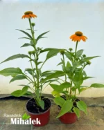 ehinacea-lakota-soft-orange-4