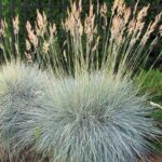 festuca-buddy-blue-1