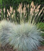 festuca-buddy-blue-1