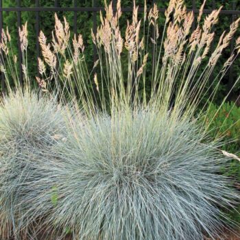 festuca-buddy-blue-1